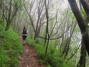 09 Nebbia diffusa tra i carpini neri